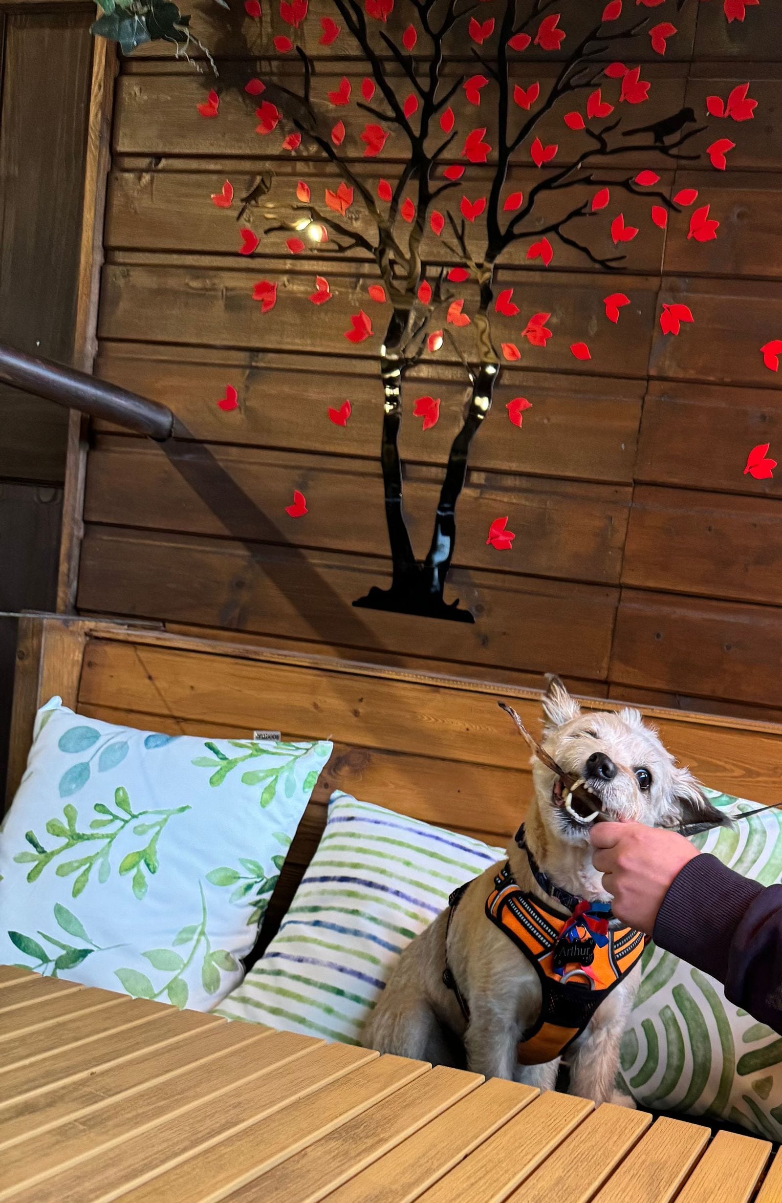 A dog welcomed at the table on the cushioned bench seating at The Bank at Bude, beside the drinks menu and autumn-tree mural